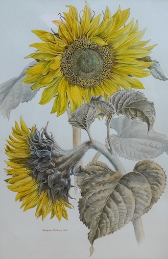 Bernard Perkins, watercolour, Study of sunflowers, dated 1980, 52 x 35cm. Condition - good